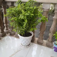 سانسوریا بزرگ