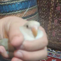 دو عدد طوطی برزیلی رام وآرام مناسب برای دستی کردن|پرنده|وحیدیه, |دیوار