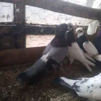 تعدادی کفتر عالی|پرنده|فیروزآباد (آذربایجان), |دیوار