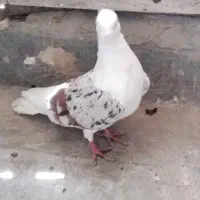 نر پلنگ|پرنده|بروجرد, |دیوار