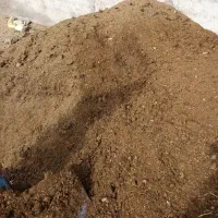 پهن گوسفندی