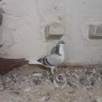 بدرنگ پرنده زدوخوردی