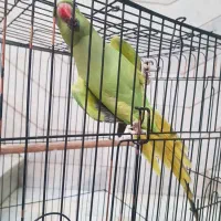 طوطی ملنگو بالغ مست مست|پرنده|فردیس, داوری|دیوار