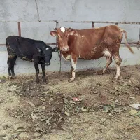 فروش گوساله  ماده باگاو مخصوص داشتی و کشتاری