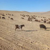 بز بزغاله|حیوانات مزرعه|همدان, |دیوار