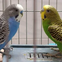 دو جفت مرغ عشق بسیا.ر ز.یبا با تما.می وسایل