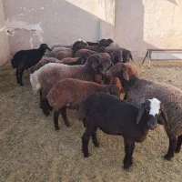 ۱۹راس بره نر افشار همو هترو|حیوانات مزرعه|مرودشت, تخت جمشید|دیوار