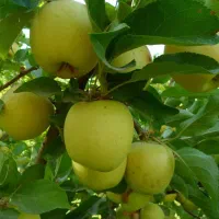 فروش-زمین-موسی-آباد