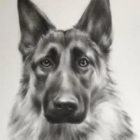 سفارش اموزش حرفه ای|خدمات آموزشی|شیراز, شهرک والفجر|دیوار