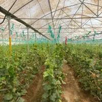 3800 متر سازه گلخانه با پلاستیک و تجهیزات|عمده‌فروشی|شهریار, بکه|دیوار