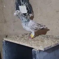 سار خطی|پرنده|بجنورد, |دیوار