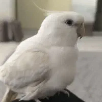 عروس هلندی با قفس