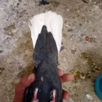 گفتر