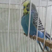 مرغ عشق انگلیسی رینبو