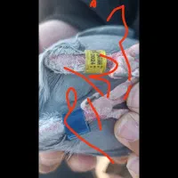 کبوتر دریایی