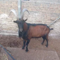 نر بز آلپاین|حیوانات مزرعه|باغ بهادران, |دیوار