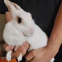 واگذاری خرگوش ماده