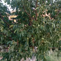 فروش باغ گردوی پیوندی به ثمر رسیده|فروش دفتر صنعتی، کشاورزی، تجاری|نمشیر, |دیوار