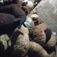 گوسفند جوان|حیوانات مزرعه|کرمانشاه, |دیوار