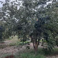 فروش خرمالو رو درختی|خدمات باغبانی و درختکاری|تهران, میدان میوه و تره‌بار مرکزی|دیوار