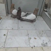 سه عدد سینه دو عدد زرد نر و یک ماده قرمز. خون