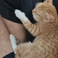 واگذاری رایگان بچه گربه