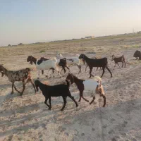 بز دورگ|حیوانات مزرعه|برازجان, |دیوار