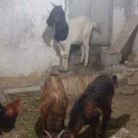 سه عدد بزیکی نر دوتا ماده|حیوانات مزرعه|همدان, |دیوار