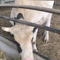 گوساله چاق آماده کشتار