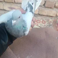 کبوتر یا کفتر|پرنده|کرمان, |دیوار