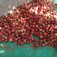 فروش انار درجه یک و انار ربی(توری)