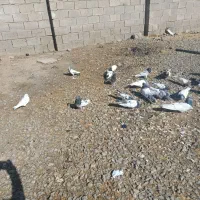 کبوتر|پرنده|لیلان, |دیوار