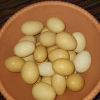 تخم مرغ محلی