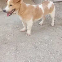 فروشی|سگ|قشم, |دیوار