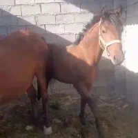 اسب نر یکساله