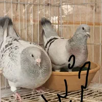 جان اردن و موریس دلبر|پرنده|برازجان, |دیوار