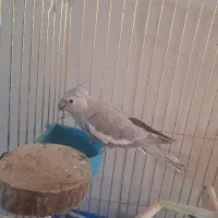 طوطی عروس هلندی
