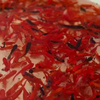 فروش عمده و جزئی ماهی قرمز گل فیش و ساده