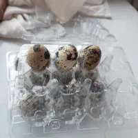 ظرف بلدرچین پک 12تایی