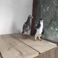 هفت‌رنگ و خوشرنگ سیاه