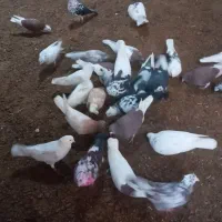 کفتر|پرنده|مهربان, |دیوار