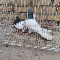 کفتر|پرنده|آزادشهر, |دیوار