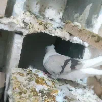 کبوتر|پرنده|بروجرد, |دیوار