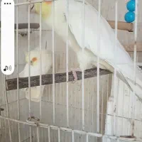 گمشده حوالی پایگاه هوایی