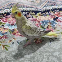 جوجه عروس هلندی