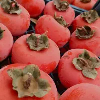 فروش خرمالو کن ارگانیک رسیده و شیرین