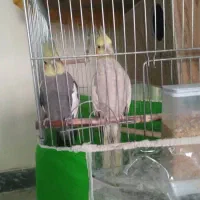 یک جفت عروس هلندی مولد|پرنده|رودهن, |دیوار