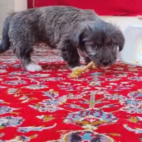 سگ فانتزی|سگ|مرودشت, ابوذر شمالی‎|دیوار