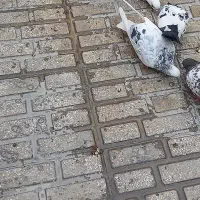 طوقی پشت سار ماده مست