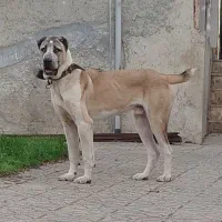 سگ نر الابای اصیل. سرابی افغان پژدر کانگال